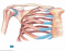 BIOL 220:Pectoral girdle,upper arm,rib cage 