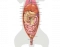 Digective System Worksheet Small Animal Ventral Abdominal Anatomy Quiz
