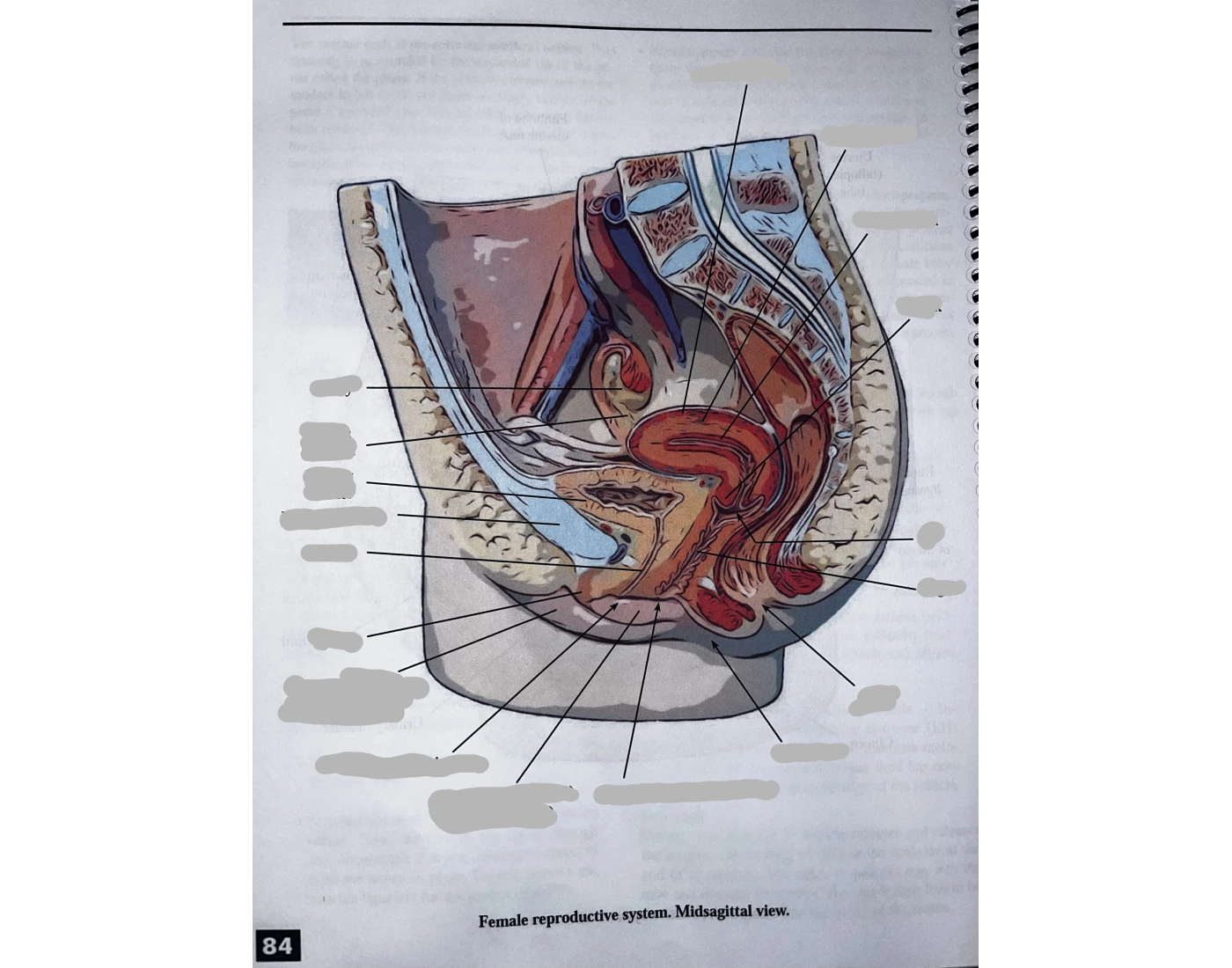 female reproductive system 2 Quiz