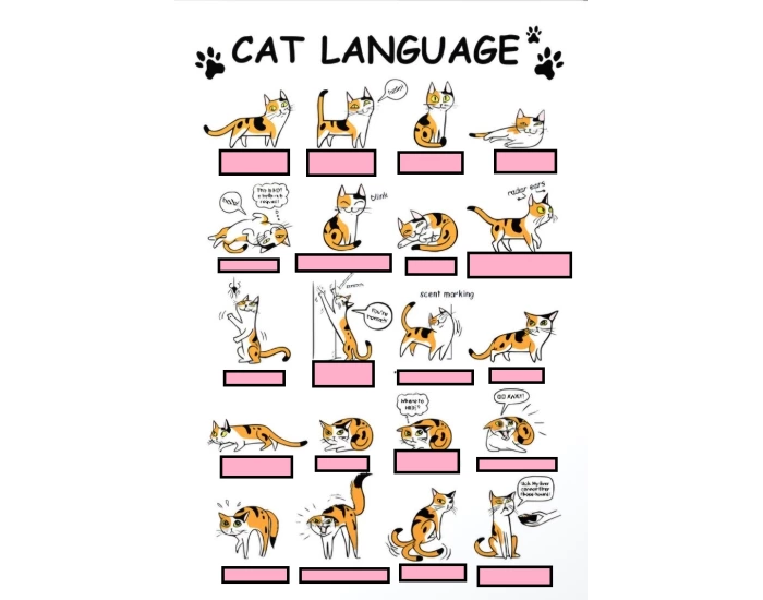 Cat language Quiz