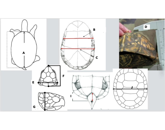 Turtle Test Turtle Measurements Quiz