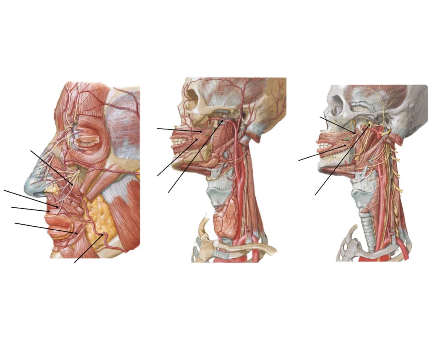 Lips and Cheek anatomy — Printable Worksheet