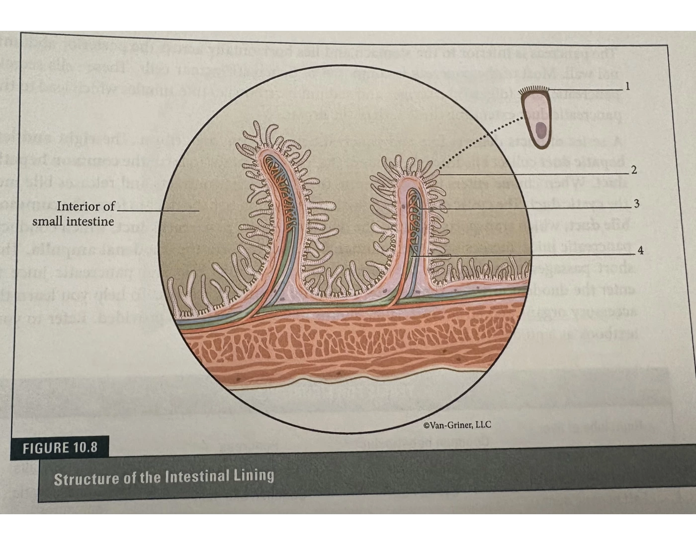 Intestinal Lining Riges Structure of the intestinal lining Quiz