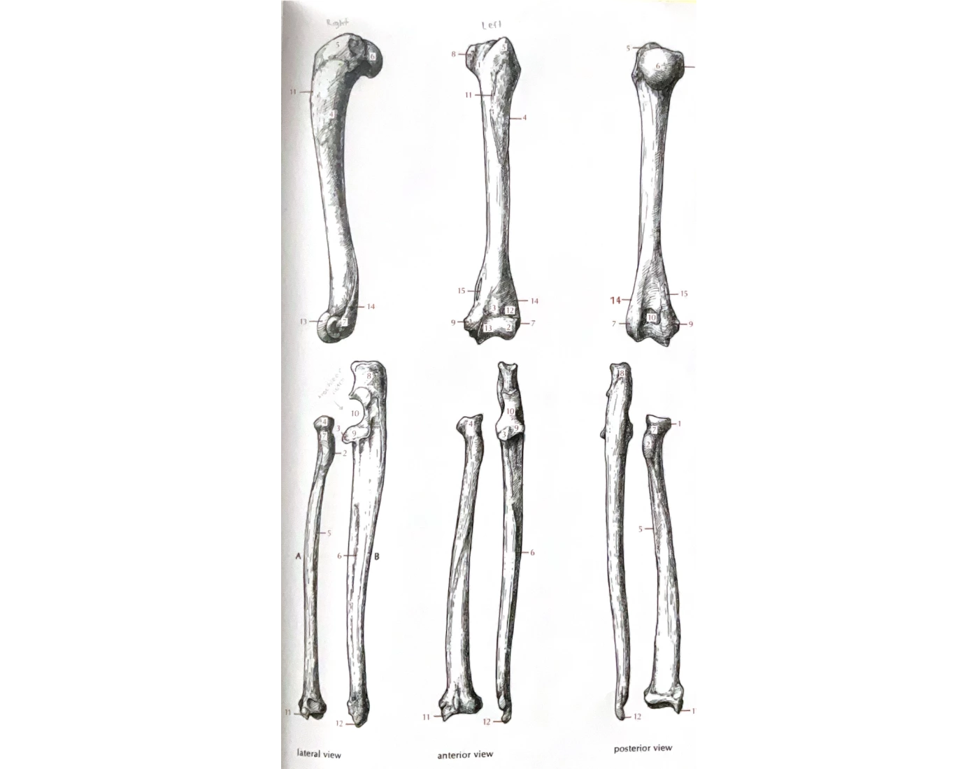 Radius With Labels Labels of Radius, Ulna, and Humerus — Printable Worksheet