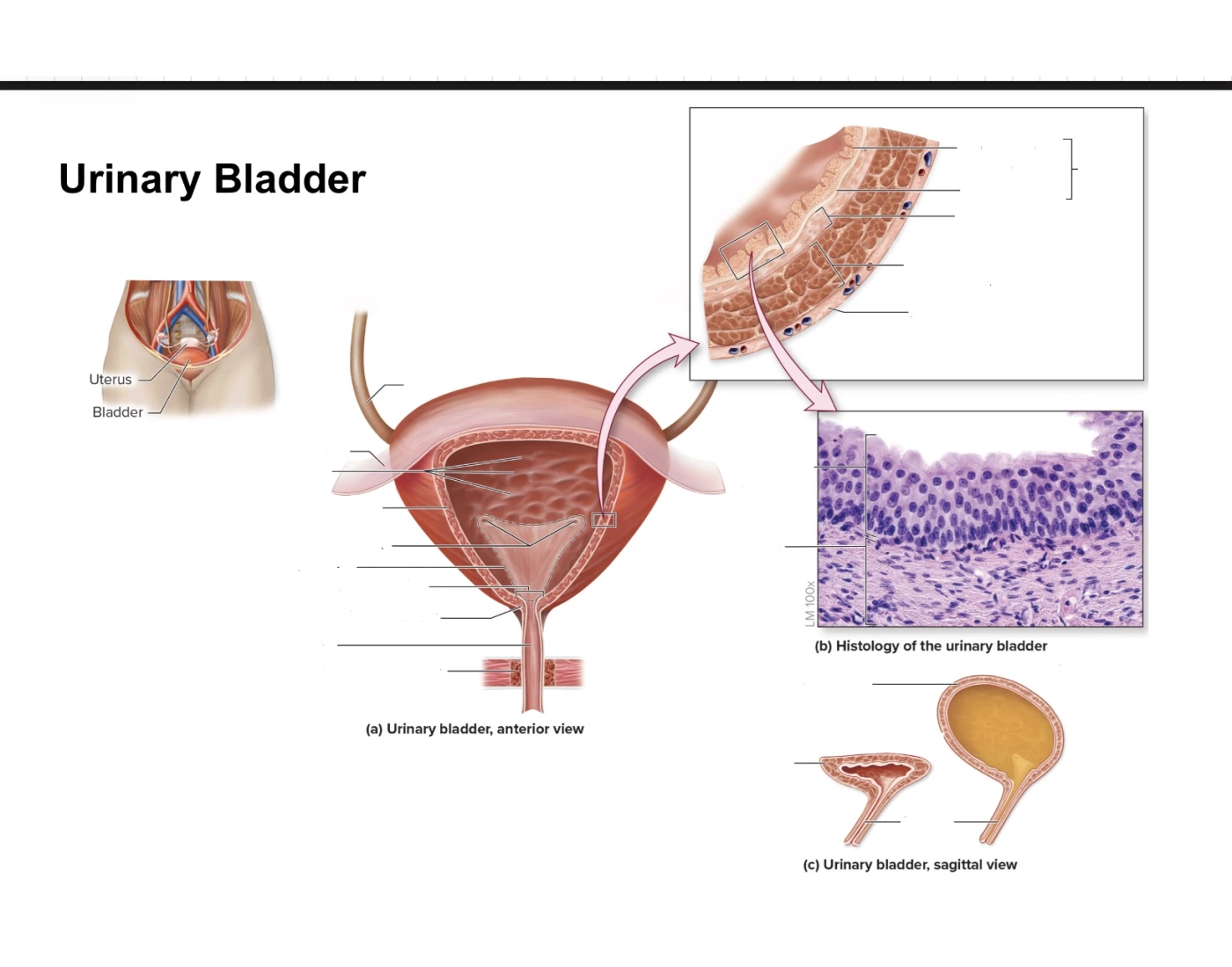 Bladder Game urinary bladder Quiz