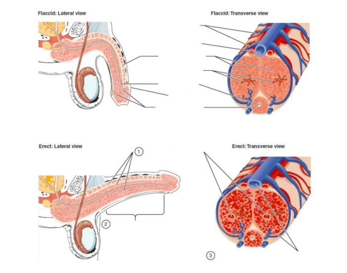 Flaccid And Erect Penis Quiz flaccid-and-erect-penis-quiz