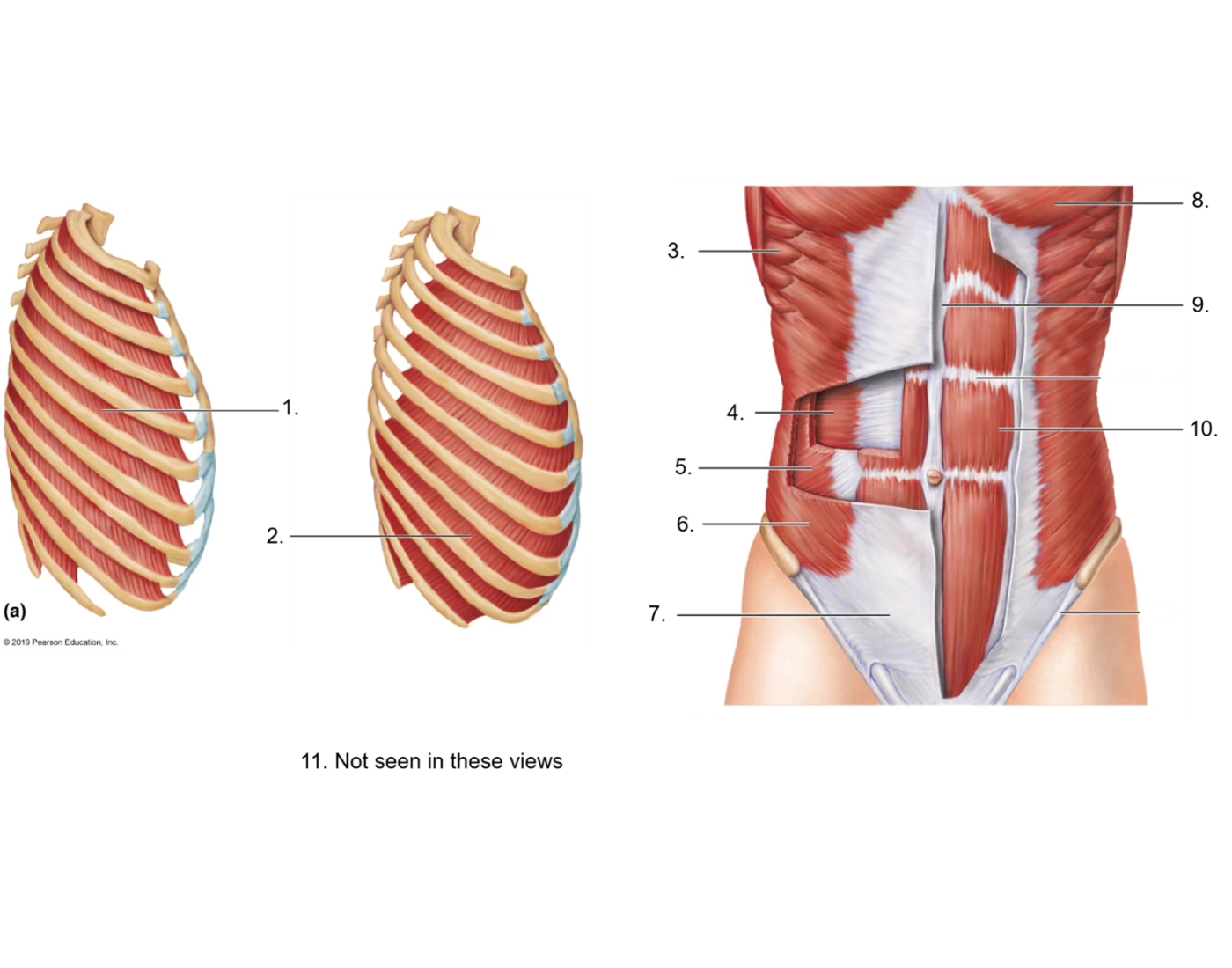 Ab Rib rib & ab muscles Quiz