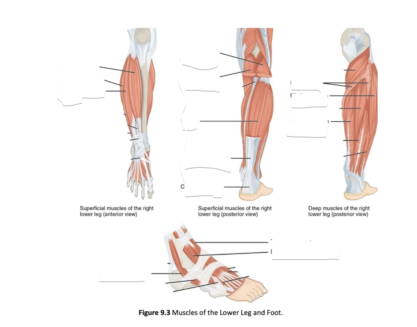 label the muscles of the lower leg and foot ! — Printable Worksheet