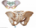 BIOL 220: Pelvic girdle (posterior view)