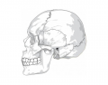 Left Lateral Skull