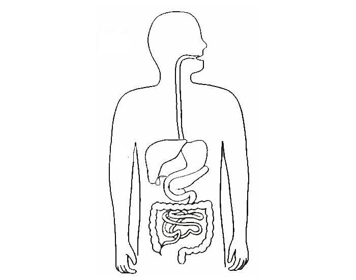 digestive system unlabeled