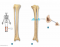 BIOL 220:  Lower leg bones 