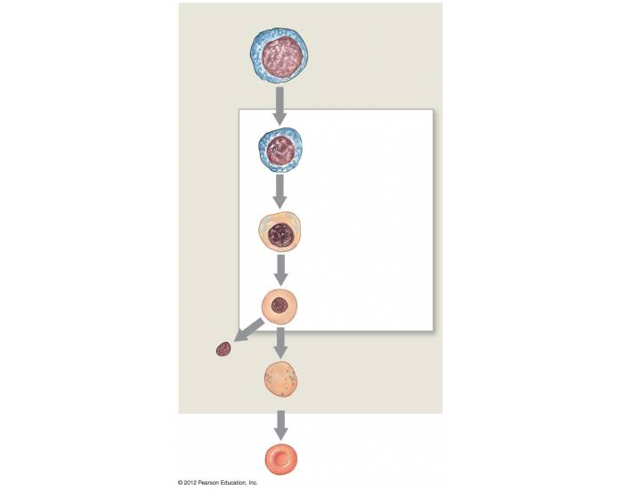 BIOL 220, BIOL 230: stages of RBC maturation — Printable Worksheet