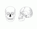 Face and Skull Bones