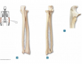 BIOL 220: Lower arm bones