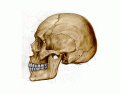 ossos do crânio vista lateral