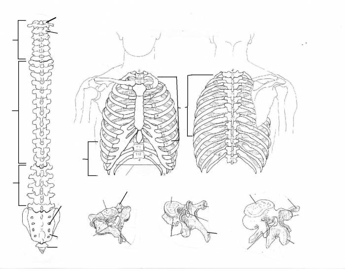 Skeletal Insights: Vertebral Column and Rib Cage Quiz - Trivia