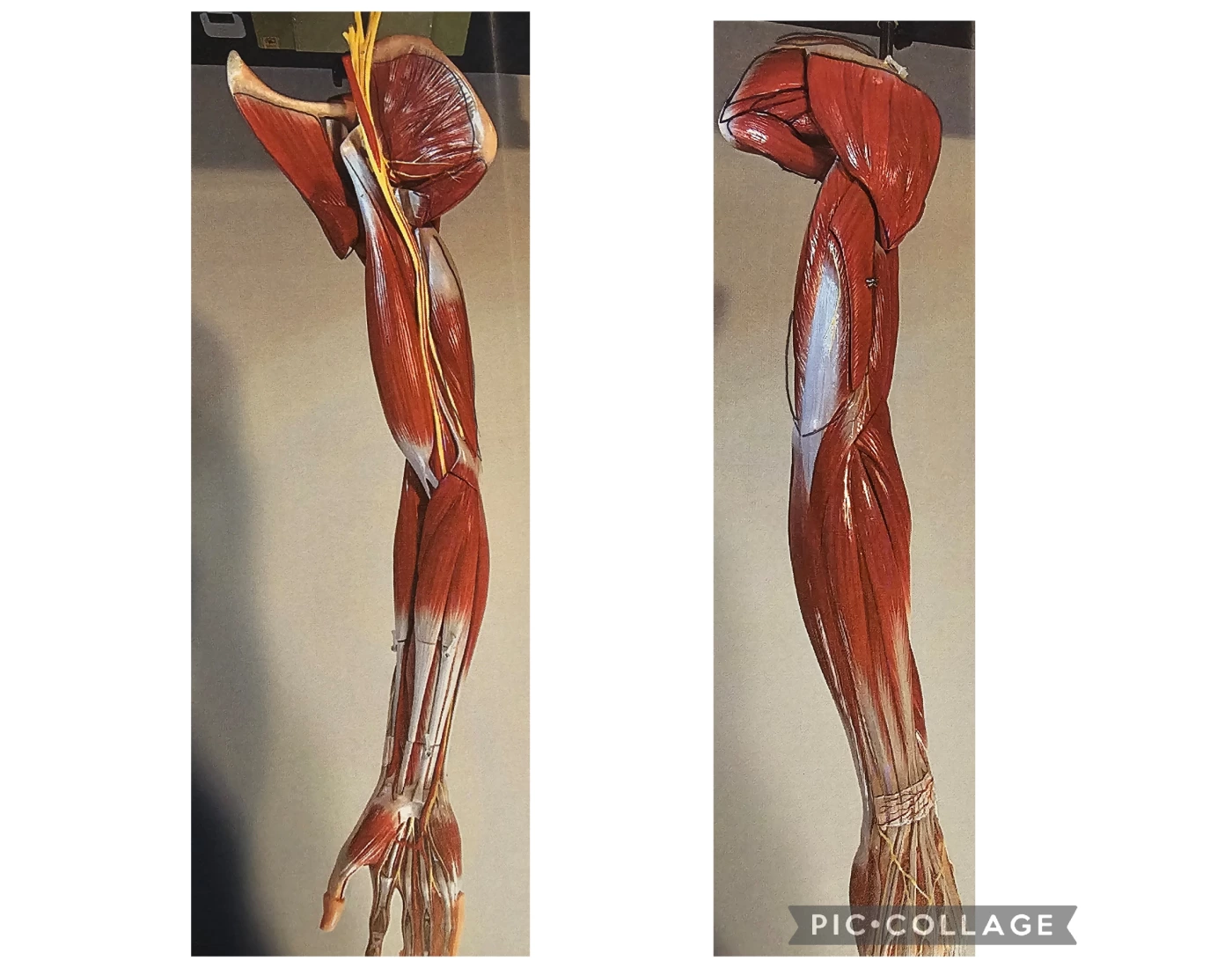 Arm/wrist/hand/finger muscles Quiz