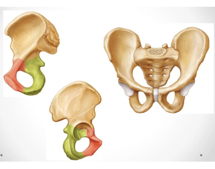 Anatomy of the Pelvic Girdle (A, M, & L views) — Printable Worksheet