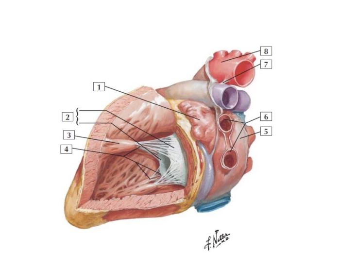 Atrium Post Left Atrium & Ventricle: Post.Lat. Wall of LV Quiz