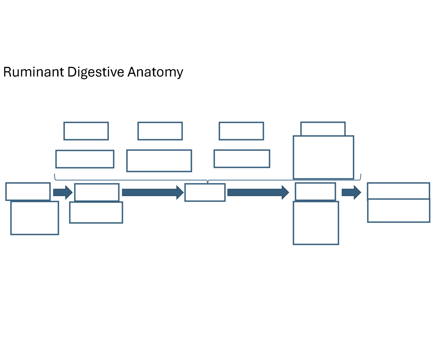 Trivia In Ruminants Ruminant Digestive Anatomy Quiz