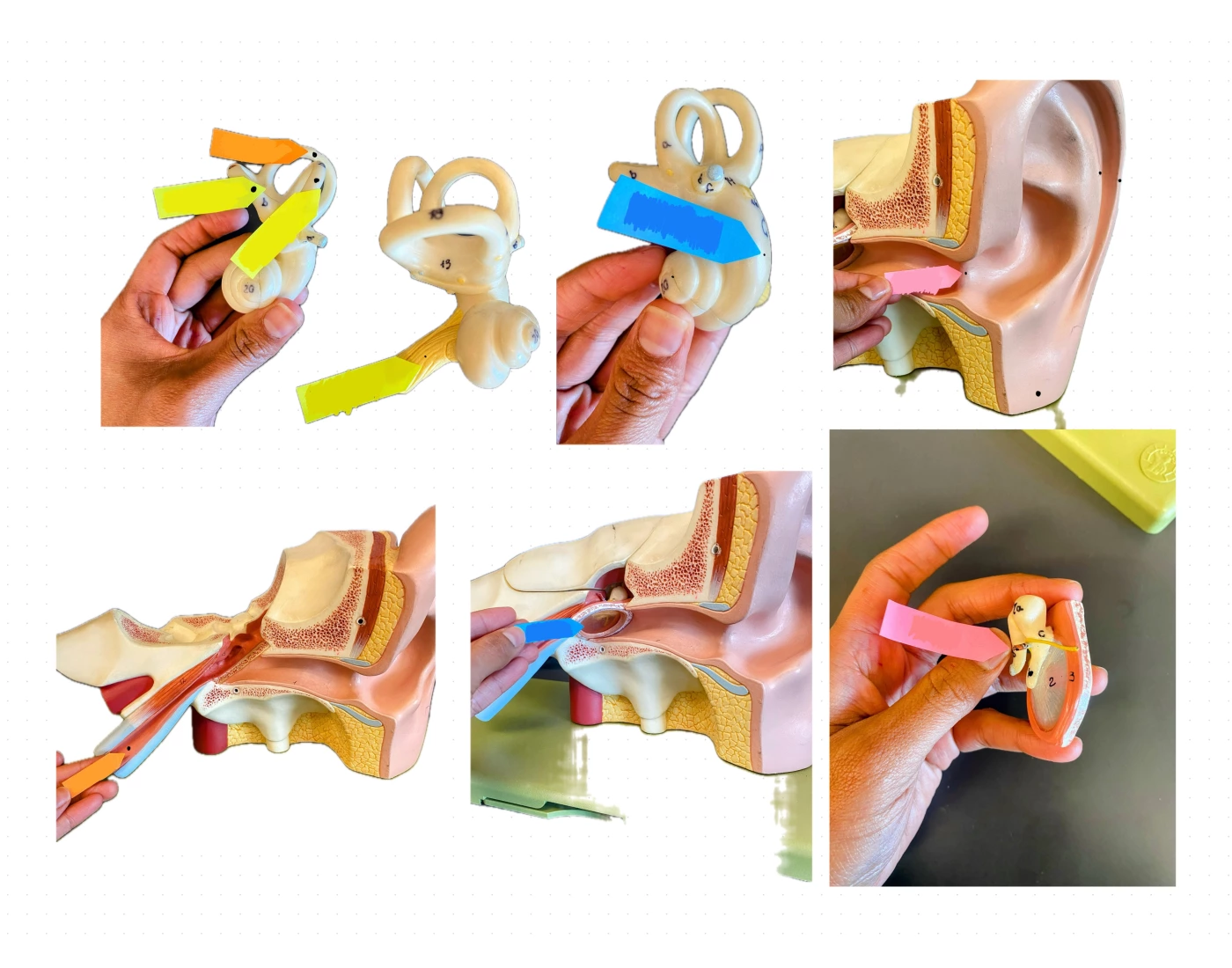 Ear Module Dressing Ear Module Quiz