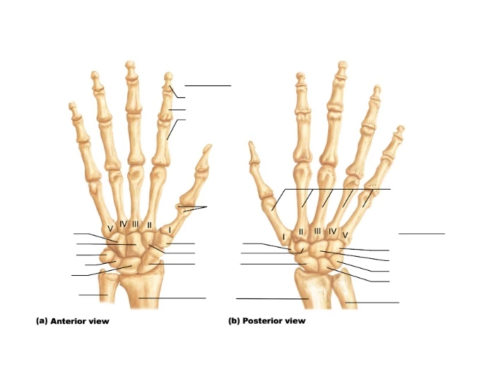Right Hand View Right Hand views Quiz
