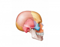 Unit 3 Part 2 -- Anatomy of The Lateral Skull