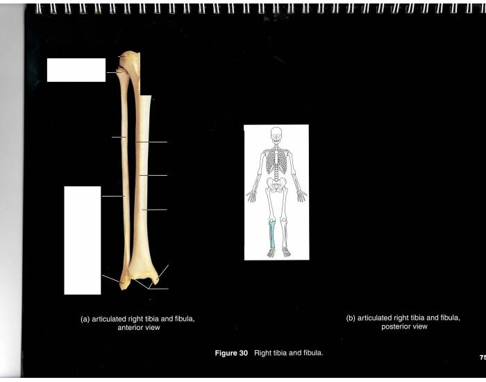 fibia Quiz