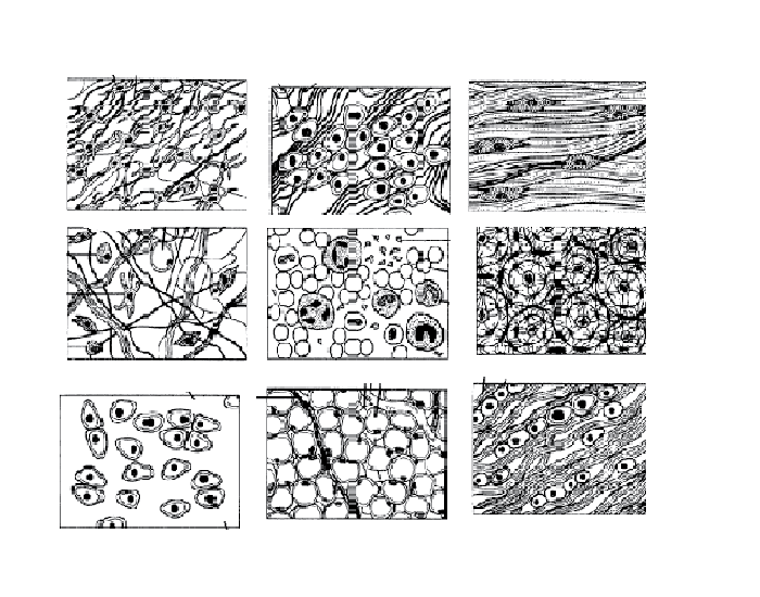 Connective Tissue Worksheet.pdf Connective Tissue Worksheet