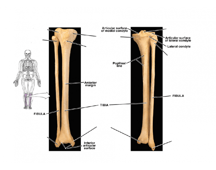 The Tibia and Fibula Quiz