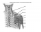 Muscles of the posterior shoulder and arm