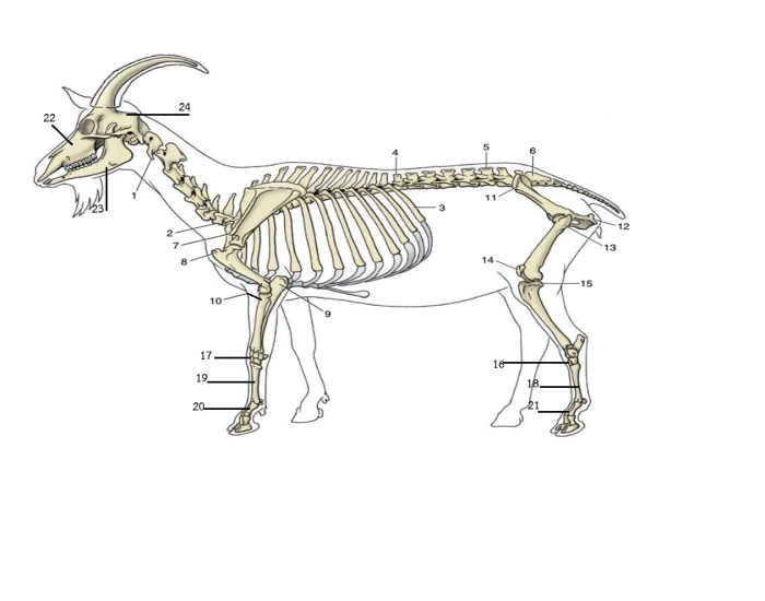 Dissected Goat Goat Skelleton Anatomy Test1 Quiz