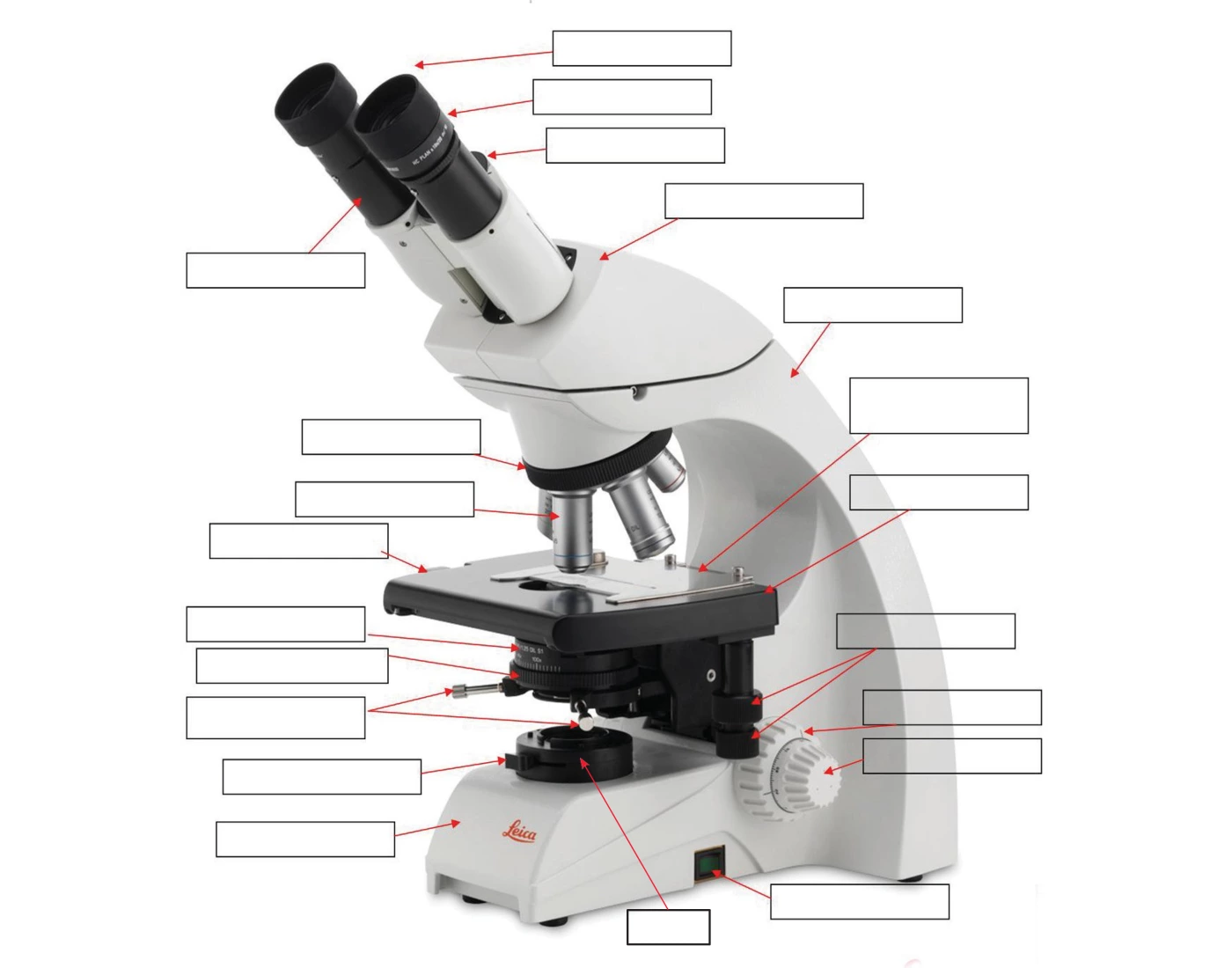 Label the Compound Light Microscope — Printable Worksheet