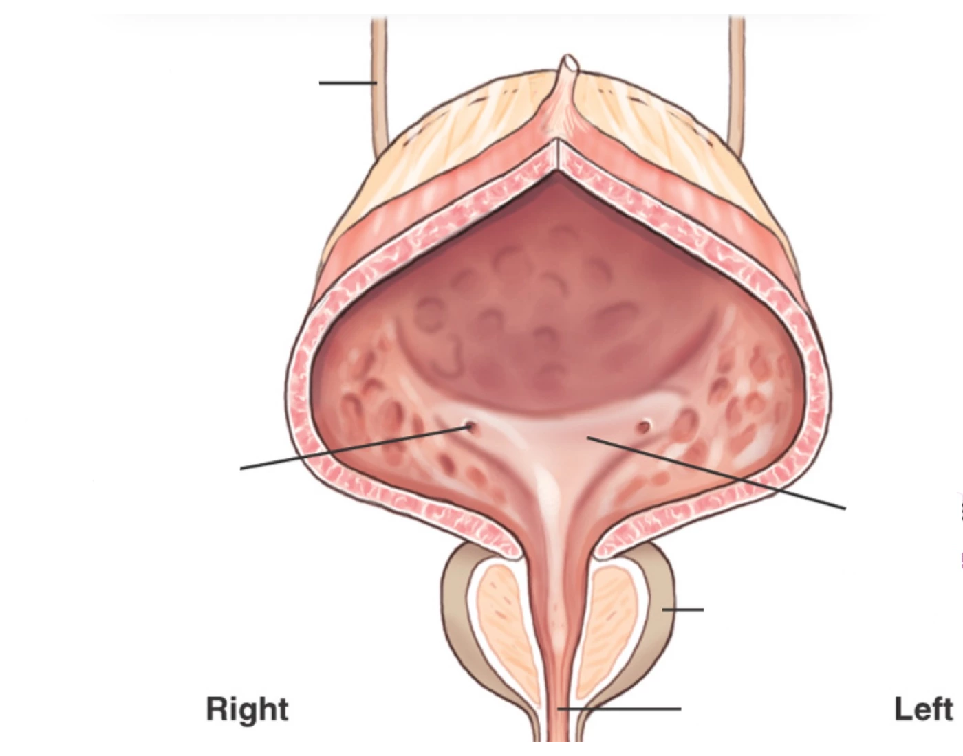 Bladder Game Bladder Quiz