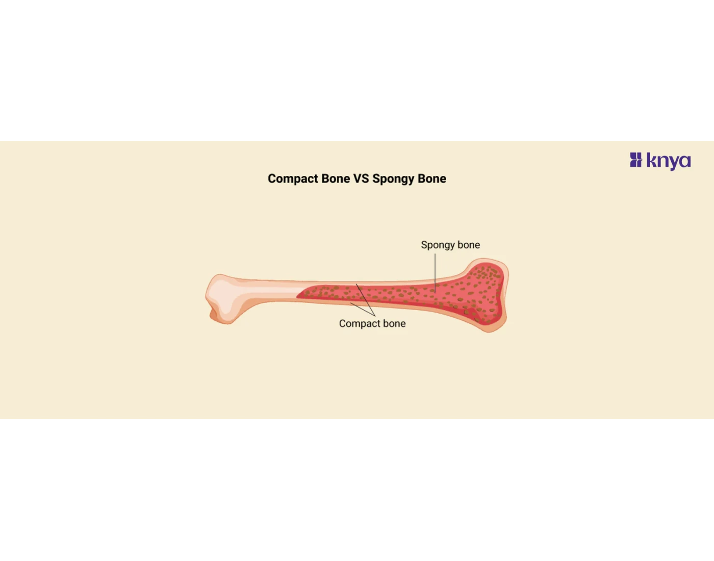 Compact Bone Labelling Worksheet Labeling spongy and compact bone — Printable Worksheet