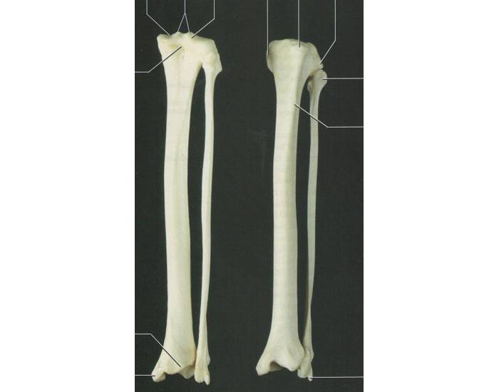 Cat anatomy tibia and fibula Quiz