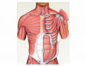 BIOL 220:Thorax & abdomen muscles (anterior)
