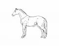 External Parts of the Horse