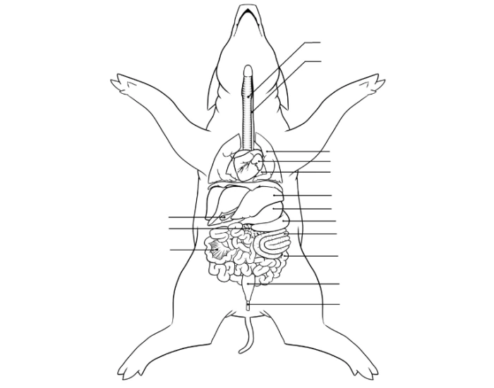 Pig Dissection Worksheet.pdf Fetal Pig DIssection - Exam Prep — Printable Worksheet