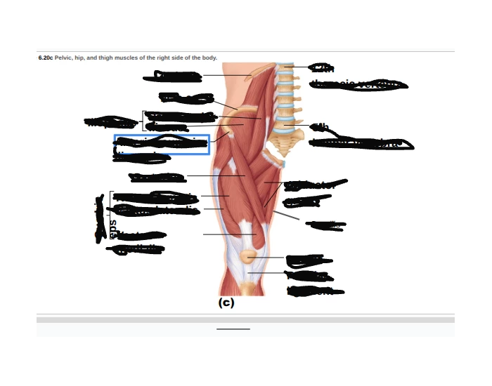 Top of leg Quiz