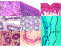 Epithelial Tissues Identification