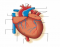 Anatomia externa del corazón
