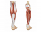 Lower Leg Muscles (Posterior)