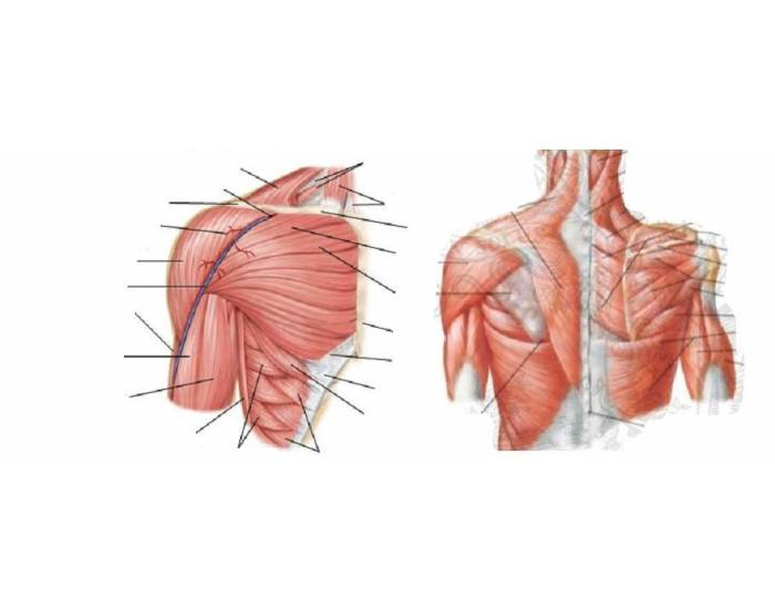 Muscles of shoulder Quiz