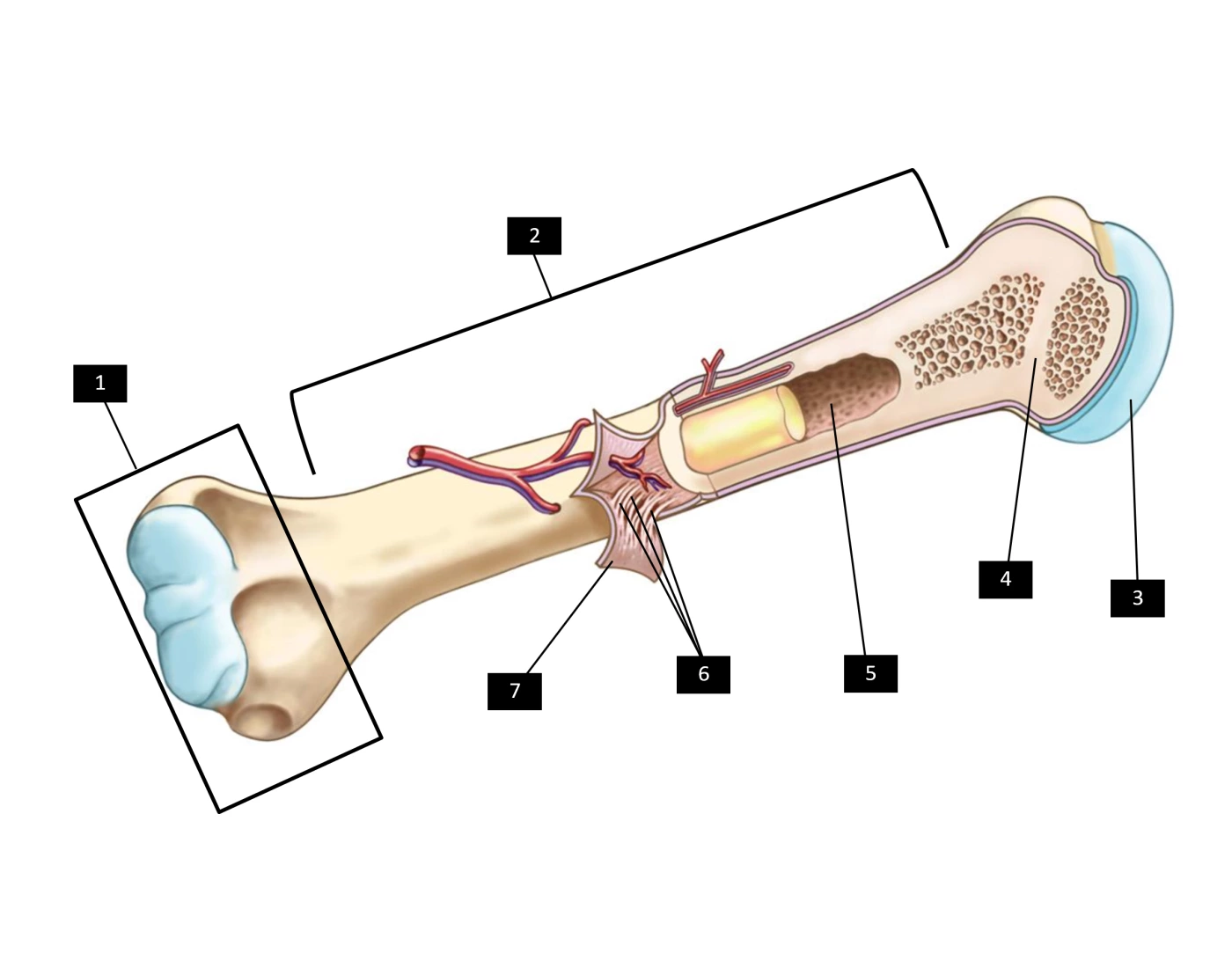 Long Bone Diagram Labeling — Printable Worksheet