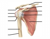 Shoulder Rotator Cuff Muscles — Quiz Statistics