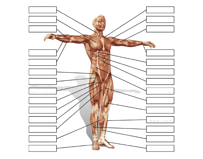 Anterior Muscular System Labeling Quiz