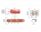 Microscopic Structure of a Muscle Quiz