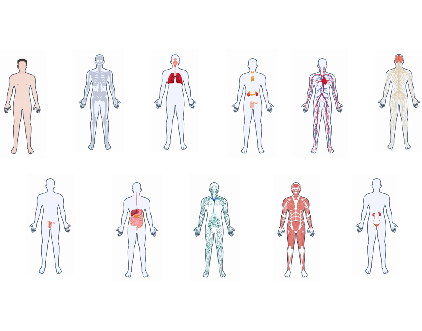 Humam System Human Systems — Printable Worksheet